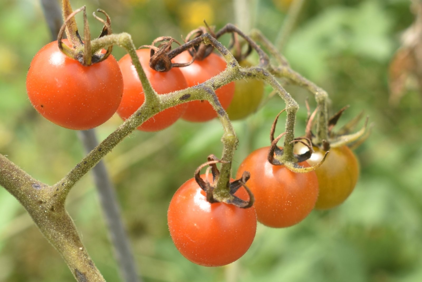 La Familia de tomates Cherry