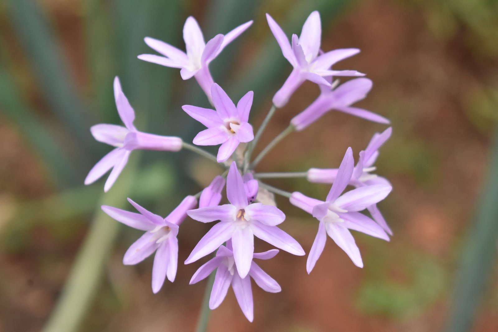 Una deliciosa flor de Ajo